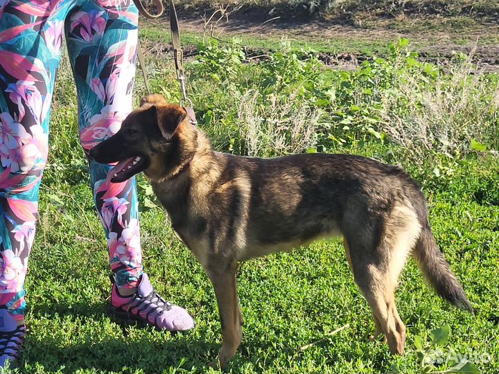 Собака девочка в добрые руки