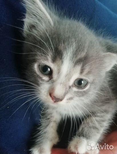 Отдам котят