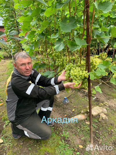Черенки винограда