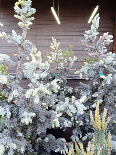 Ель Хупси, Акрокона