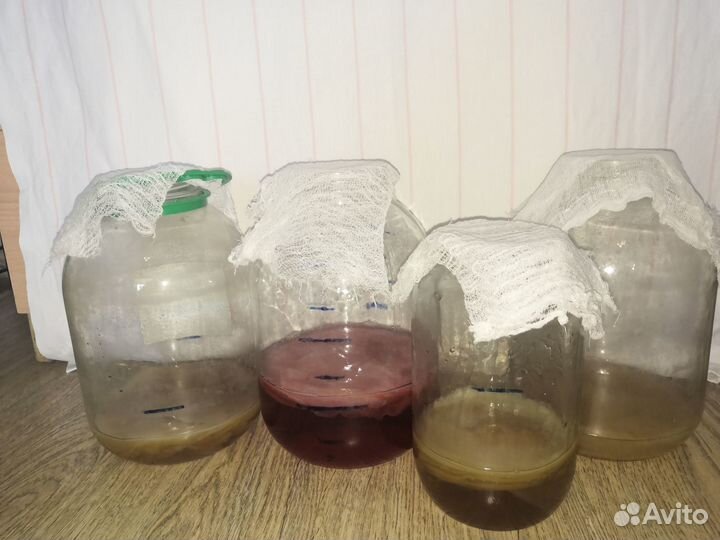 Чайный гриб комбуча