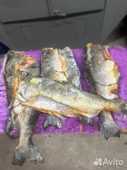 Рыба для животных