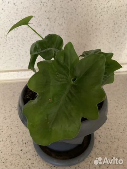 Филодендрон Кудрявый Атом