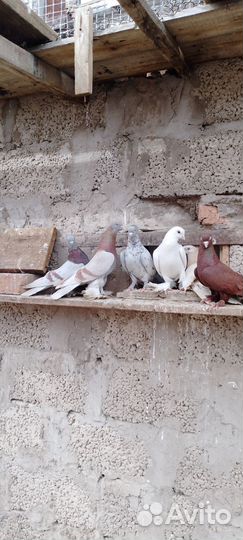 Голуби