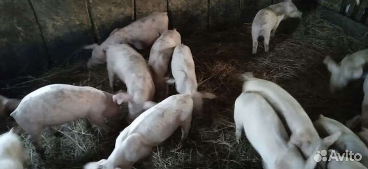 Поросята
