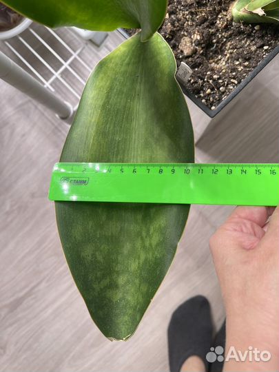 Сортовая сансивиерия