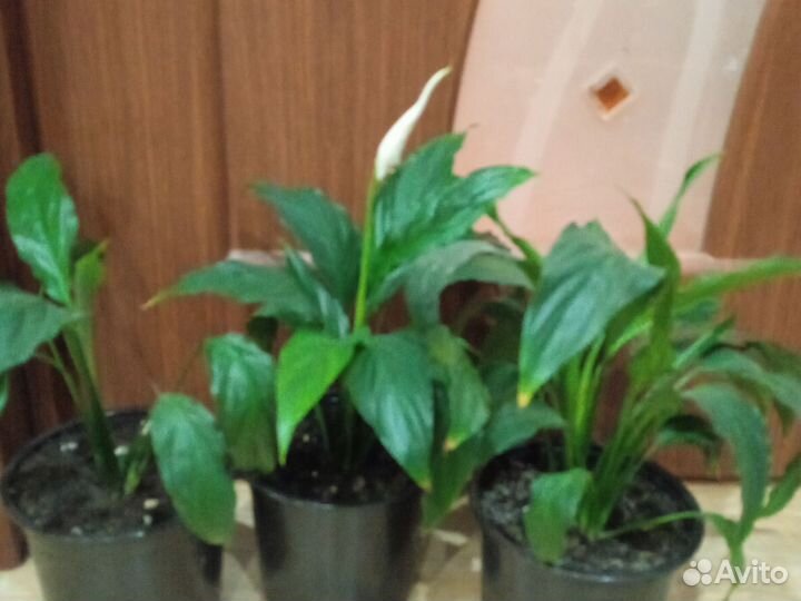 Спатифиллум