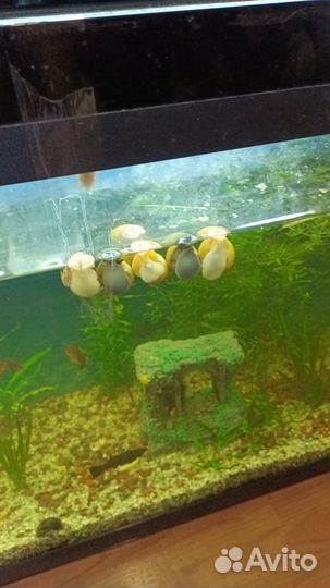 Улитка Ампулярия(Pomacea bridgesii