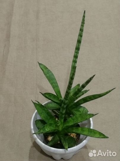 Цветы комнатные