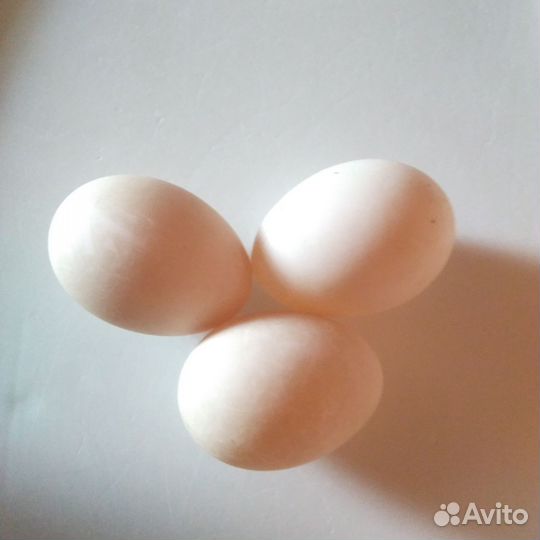 Инкубационное яйцо мускусной утки