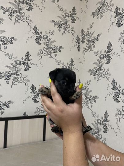 Той-терьер щенки