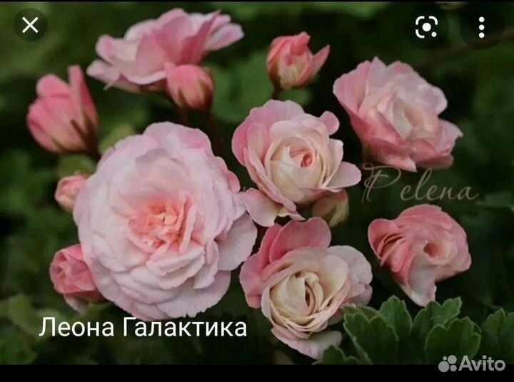Пеларгонии сортовые