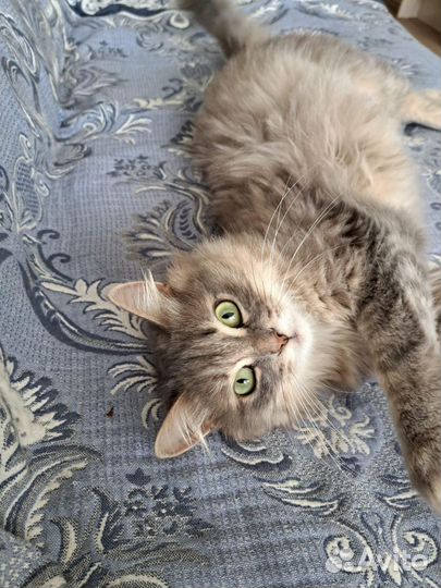 Кошечка Мила ищет дом