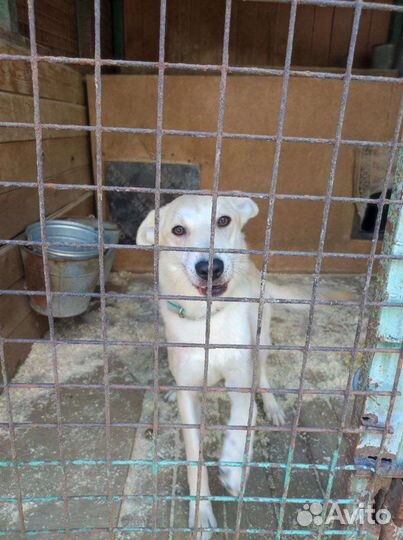 Спаси Айву из приюта