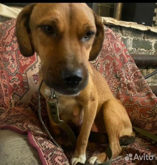 Собаке очень нужен дом