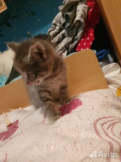 Отдам котёнка в добрые руки