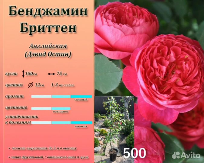 Саженцы роз