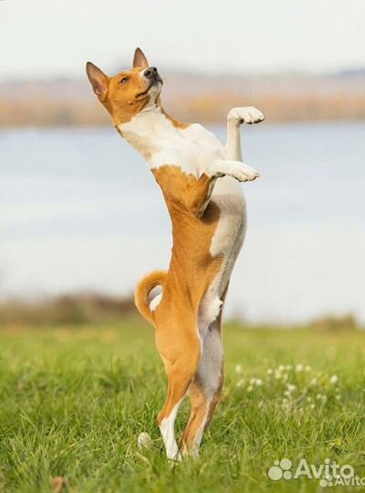 Щенки басенджи