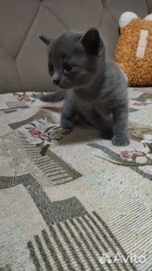 Котик серый