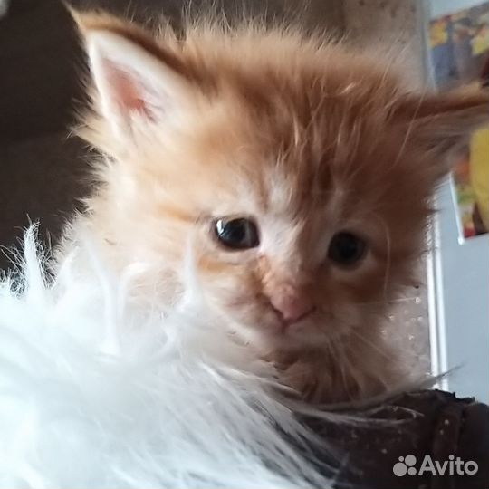 Котята от мейкуна и сибирской кошки. Девочки