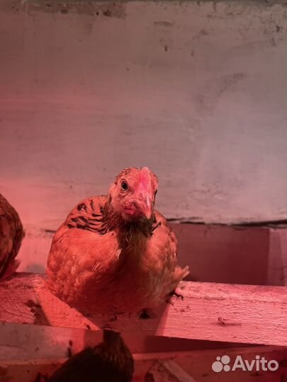 Цыплята кучинские