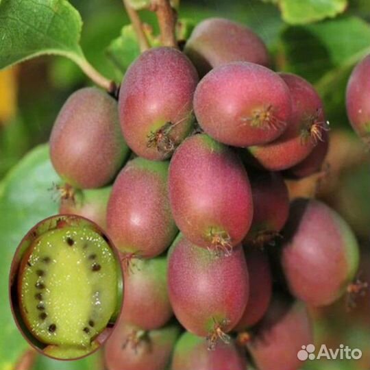 Актинидия Аргута Ананасная и мужской /Вейки
