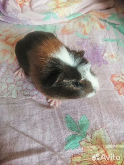 Морская свинка