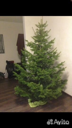 Елка Ёлка,лапники из пихты, сосны пихты