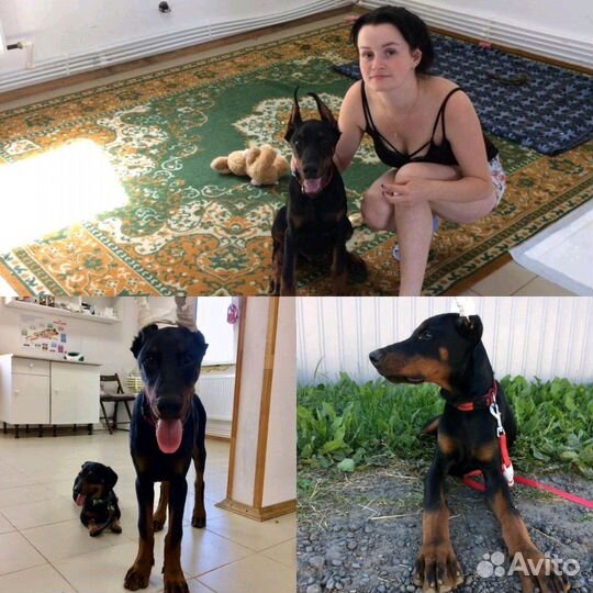 Домашняя передержка животных (Зоогостиница Оскар)