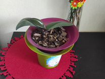 Орхидея с горшком