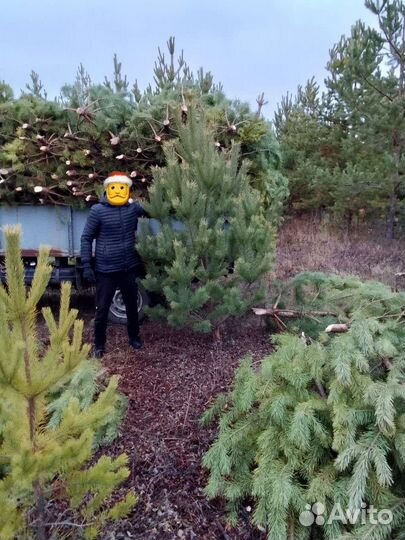 Новогодние сосны