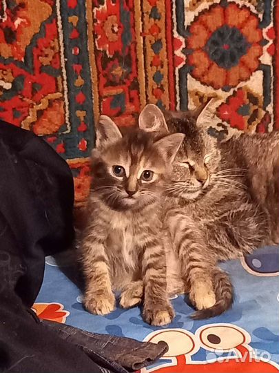 Котята
