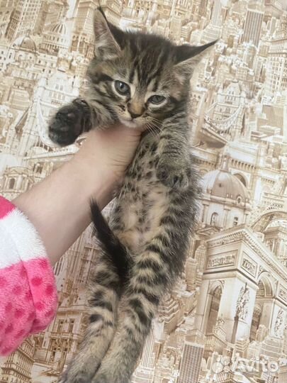 Котята в добрые руки даром бесплатно