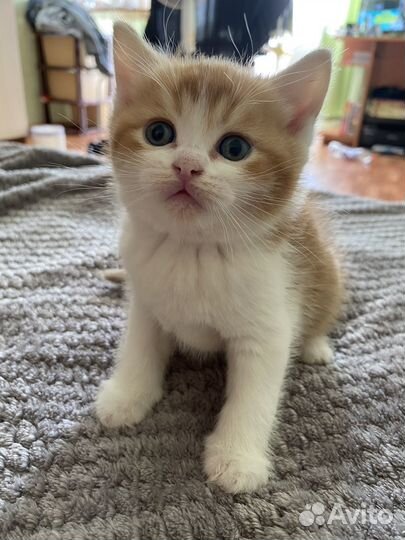 Британские котята