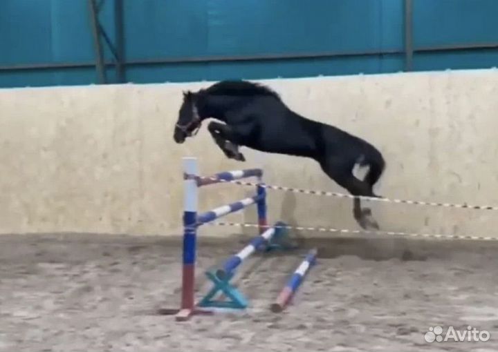 Продажа лошадей