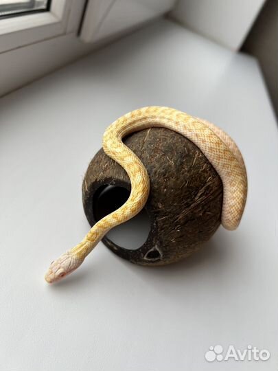 Новое укрытие для рептилий из натурального кокоса