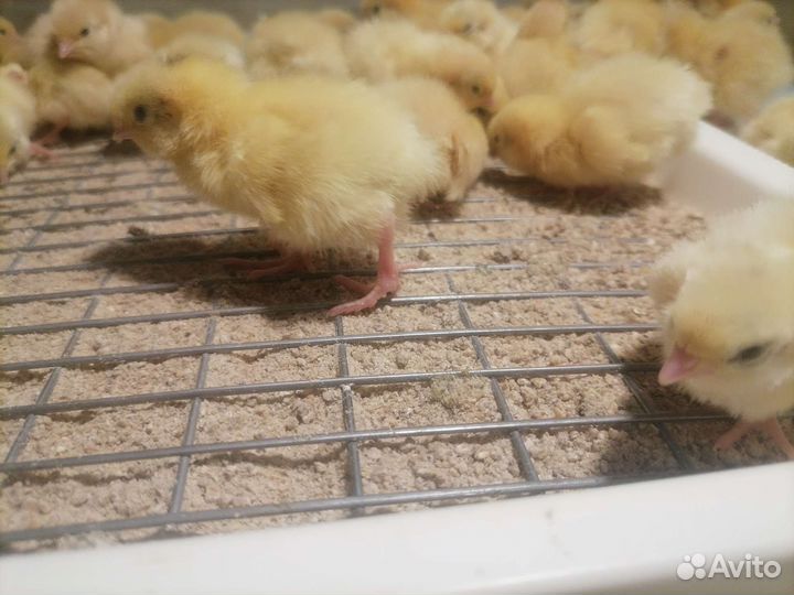 Перепела суточные, инкубационное яйцо