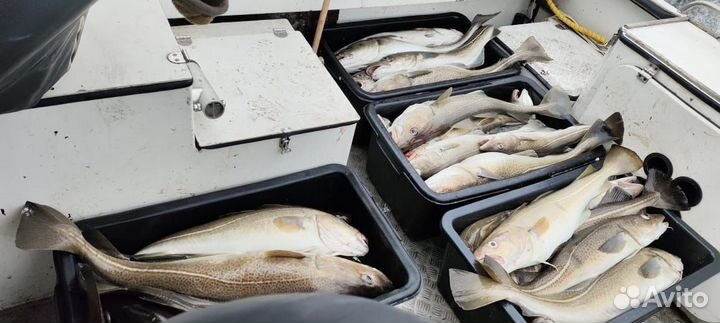 Треска мурманская свежемороженая