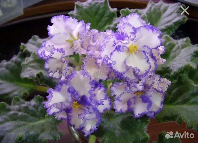 Фиалка iceberg