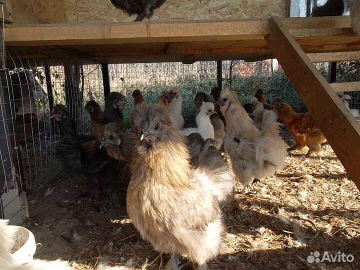 Китайские шелковые - цыплята