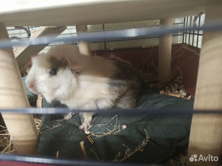 Передержка животных