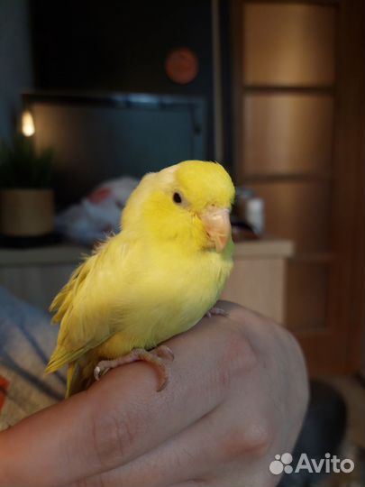 Птенец ручной