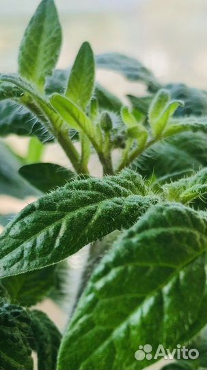 Рассада томат на окно Патио блек и патио плюм