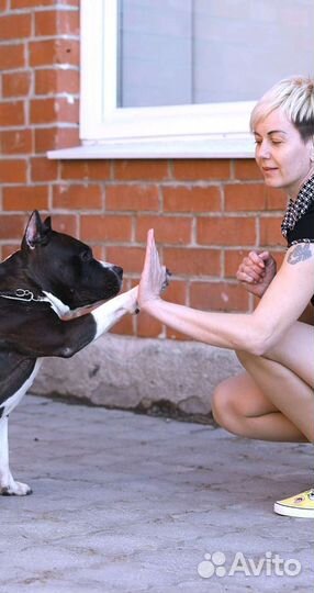 Вязка кобель амстафф