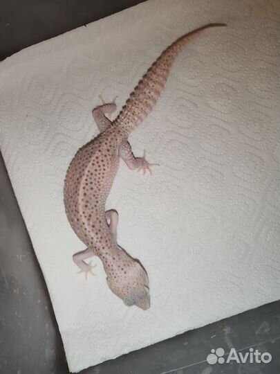 Самка эублефара Super Nova