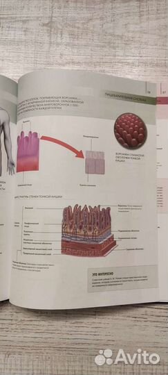 Анатомия человека (атлас)