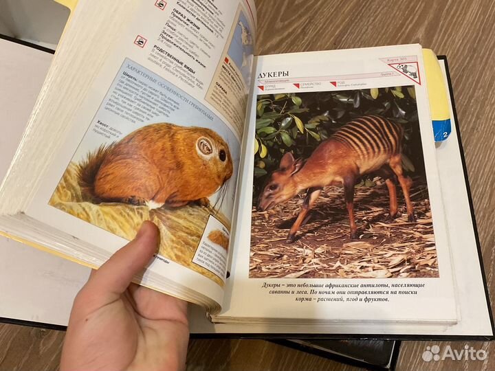 В мире дикой природы