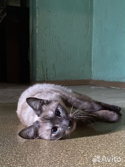 Кошечка ищет дом