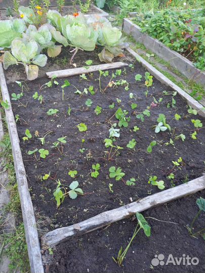 Саженцы клубники