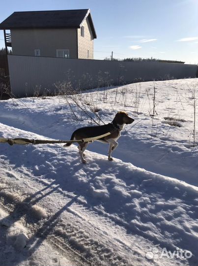 Вязка кобель (эстонская гончая)